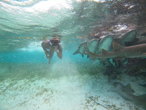 Swimming with Sharks