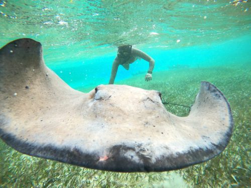 Stingray Smiles