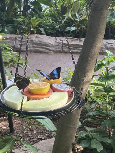 Huston Butterfly Garden